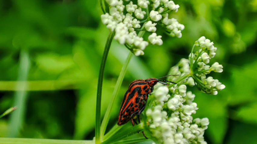 Полосатый клоп-щитник на белых бутонах зонтичного растения в зелёной траве
