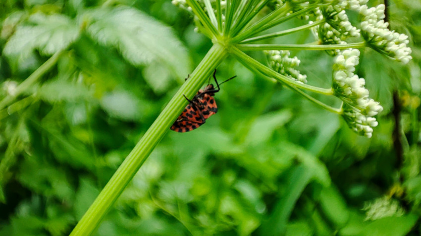 Пятнистый красно-чёрный клоп прячется под стеблем зонтичного растения рядом с бутонами