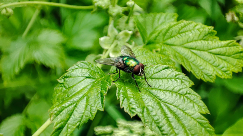 Муха с металлическим зелёным телом на листе растения, макросъёмка
