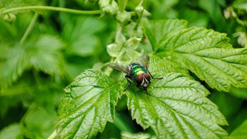 Зелёная муха на листе с выраженными жилками, макро