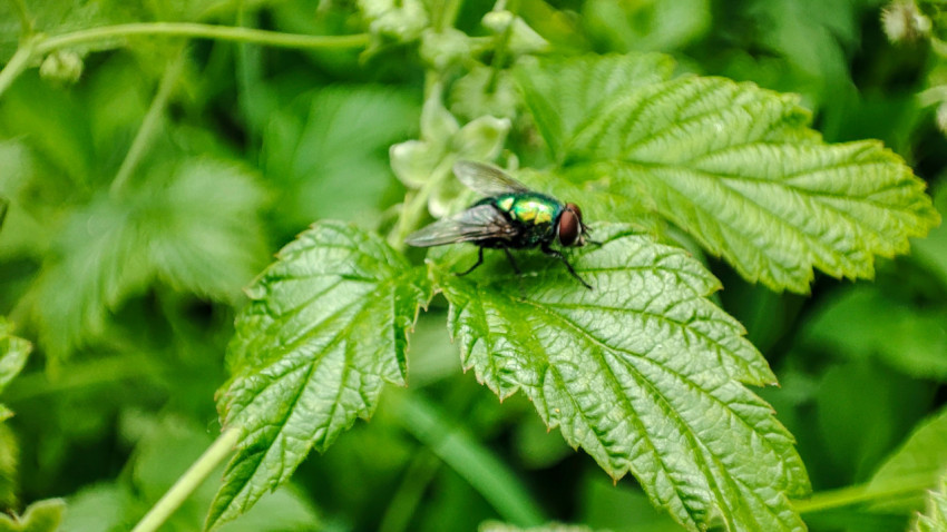 Муха с зелёным металлическим оттенком на листе в густой листве