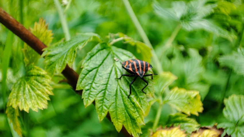 Полосатый клоп-щитник на листе на фоне зелёной растительности