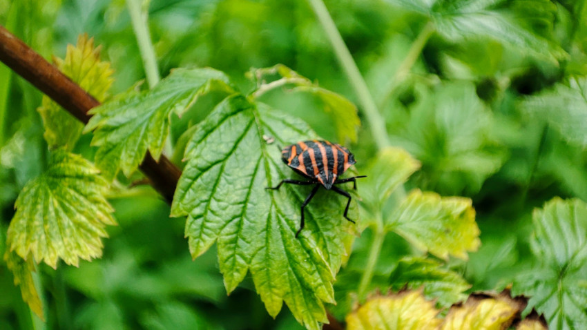 Клоп-щитник с чёрно-оранжевыми полосами на листе растения, макро