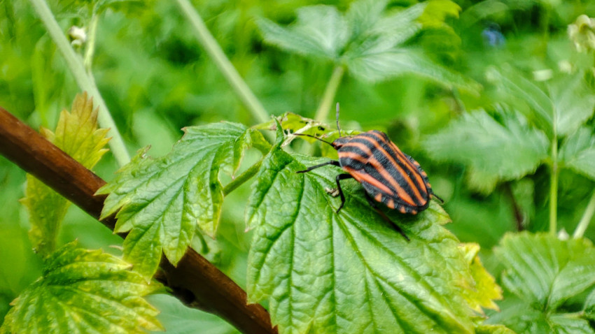 Крупный план полосатого клопа-щитника на листе у ветки