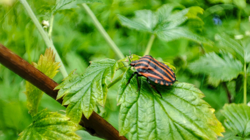 Полосатый клоп-щитник на зелёном листе, боковой ракурс