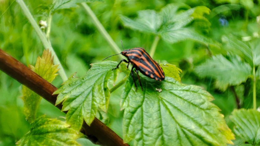 Клоп-щитник с длинными усиками на листе растения, макросъёмка