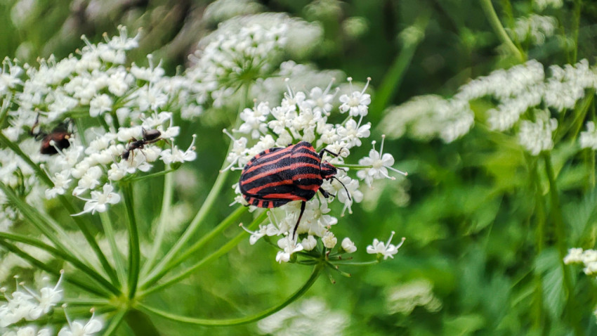 Полосатый клоп-щитник на белом зонтичном соцветии в природе
