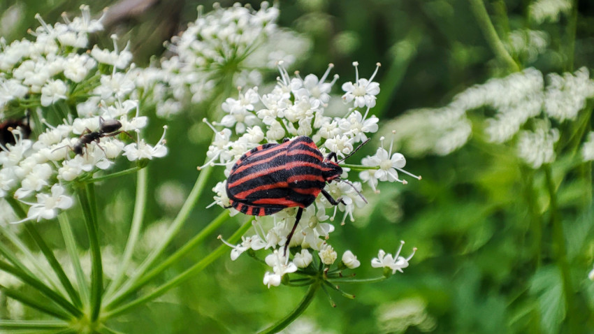 Полосатый клоп-щитник на белом зонтичном соцветии