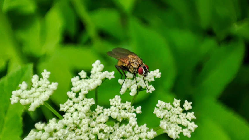 Муха на белом соцветии на фоне зелёных листьев