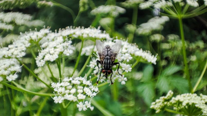 Муха на белом зонтичном соцветии в зелёной траве