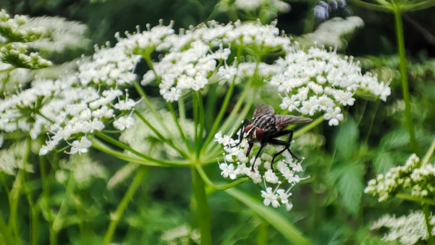 Муха на краю белого зонтичного соцветия
