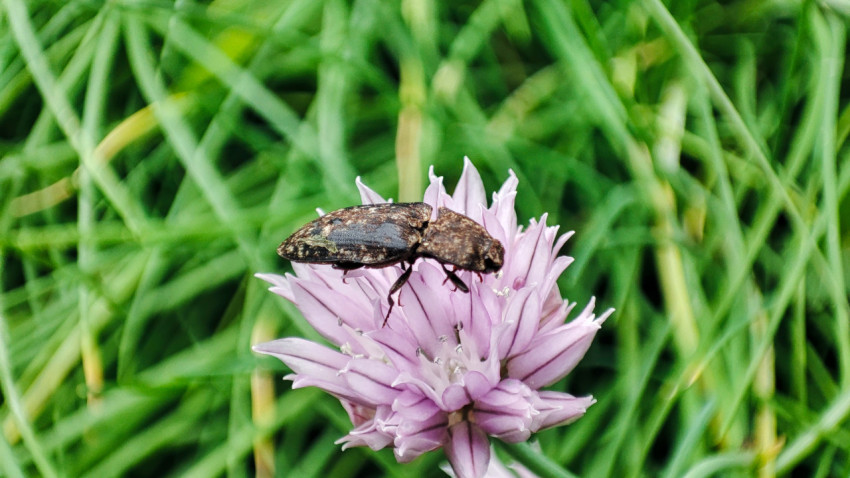 Коричневый жук на розовом шаровидном соцветии