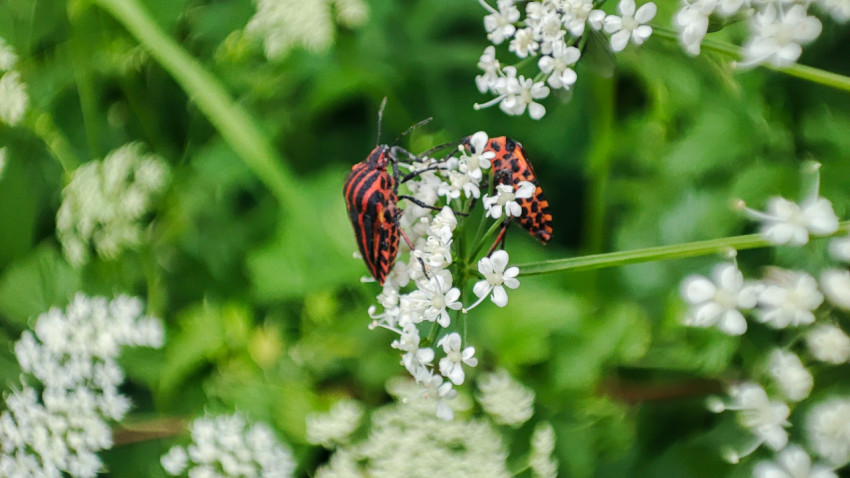 Два ярких клопа на белых мелких цветках