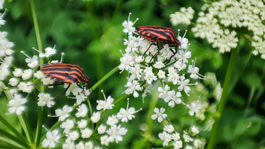 Два полосатых клопа-щитника на белом зонтичном соцветии
