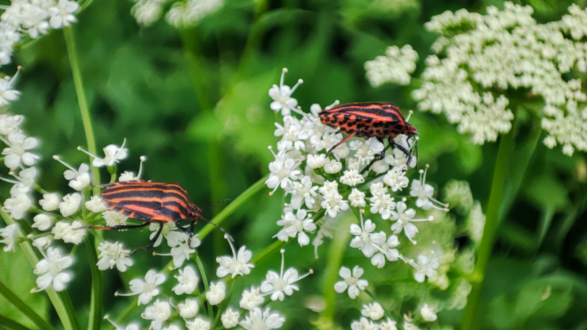 Полосатые клопы на белых цветках зонтичного растения