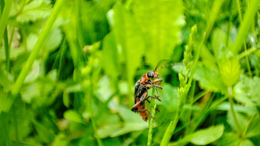 Жук мягкотелка красноногая на тонком стебле в луговой траве