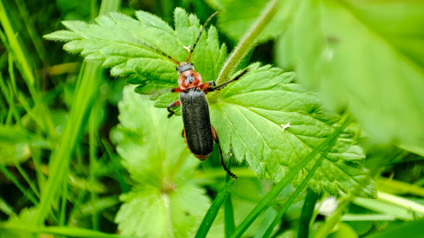 Жук мягкотелка красноногая на зелёном листе среди травы