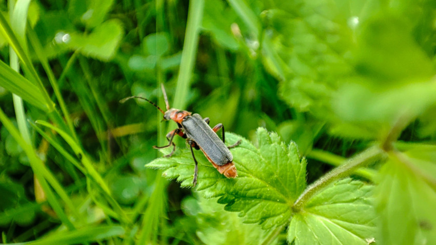 Жук мягкотелка красноногая в профиль на листе в травянистой растительности