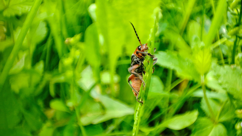 Жук мягкотелка красноногая карабкается по зелёному стеблю среди травы