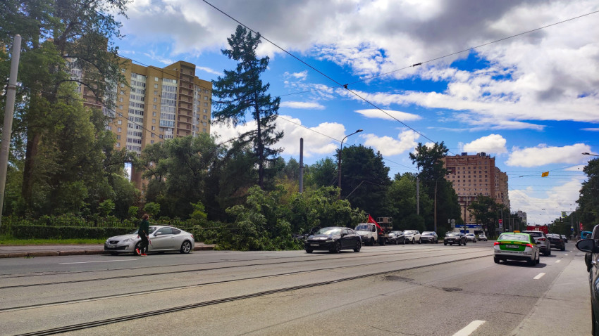 Упавшее дерево у трамвайных путей на городской магистрали