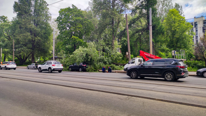 Спецтехника у обочины и рабочие, убирающие упавшее дерево возле трамвайной линии