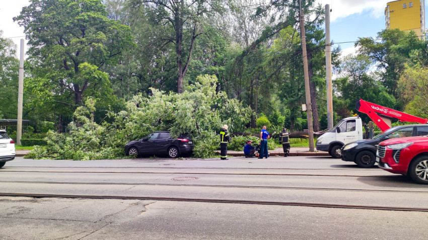 Работы по распилу упавшего дерева у трамвайных путей с участием аварийных служб