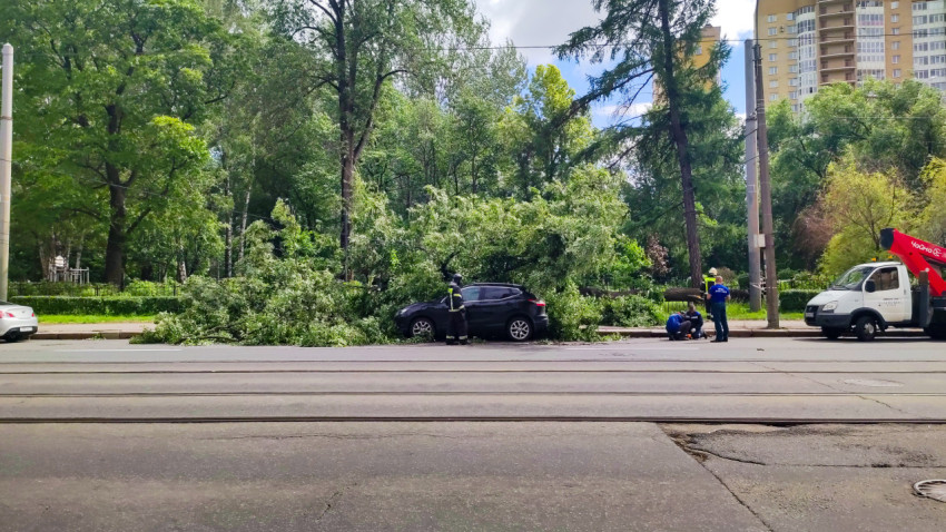 Поваленное дерево на тротуаре и кроссовер под ветками во время аварийных работ у дороги