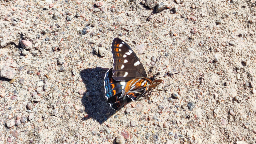 Пёстрая бабочка с чёрно-оранжевыми крыльями на песчано-гравийной дороге