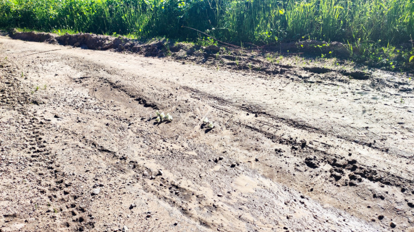 Белые бабочки на влажной колее грунтовой дороги рядом с травяной обочиной