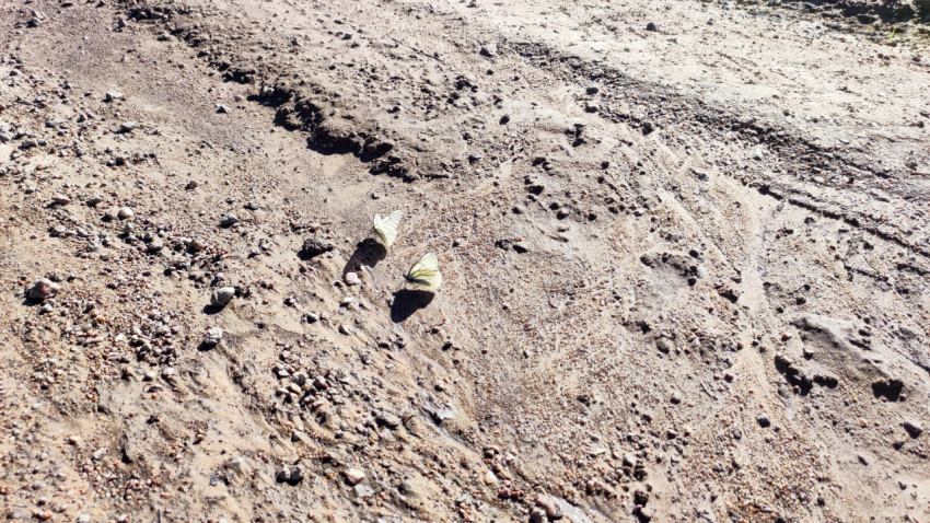 Две белые бабочки на песчаной дороге с мелким гравием и следами колеи