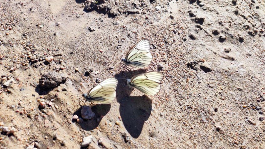 Три белые бабочки с тёмными жилками на крыльях на влажном песке