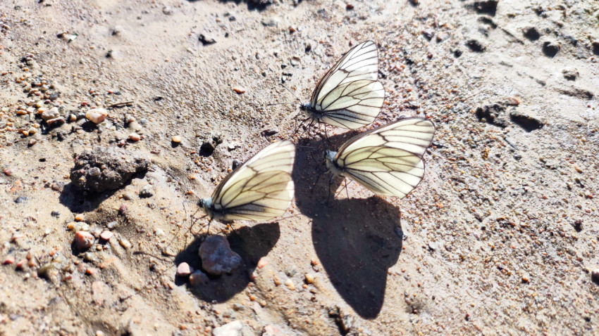 Белые бабочки на песчано-гравийной дороге, вид сверху