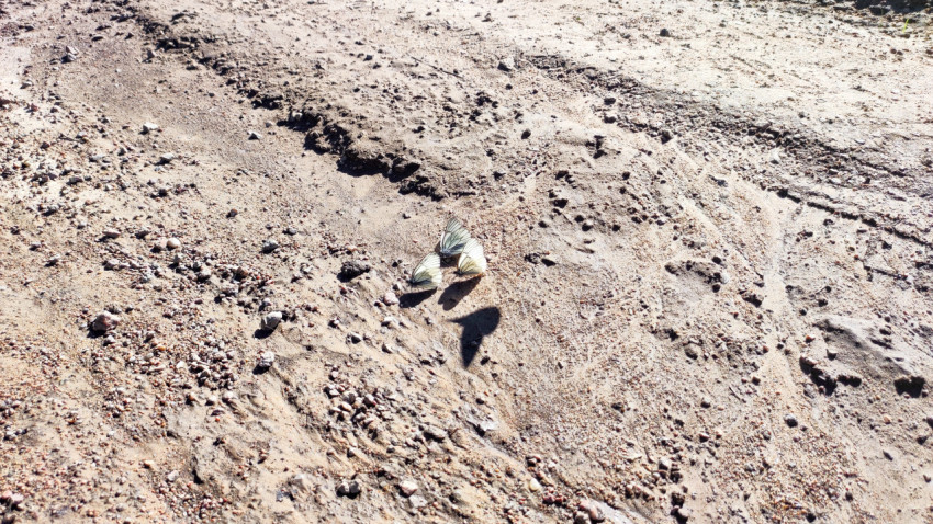 Три белые бабочки на песке и гравии в солнечный день, вид сверху