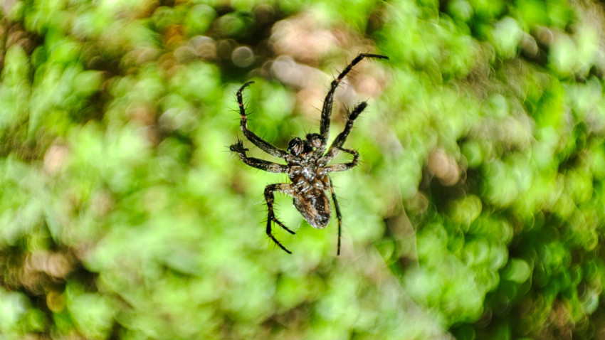 Паук на паутине на фоне зелёного размытого мха