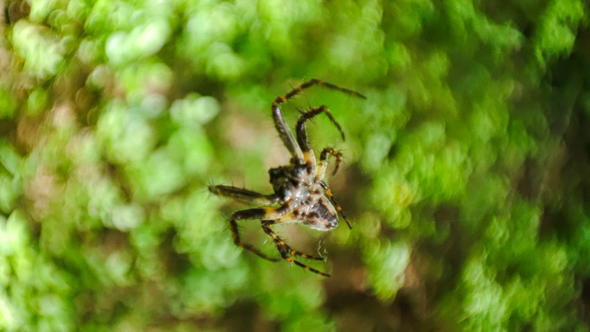 Паук висит на паутине на фоне зеленой листвы