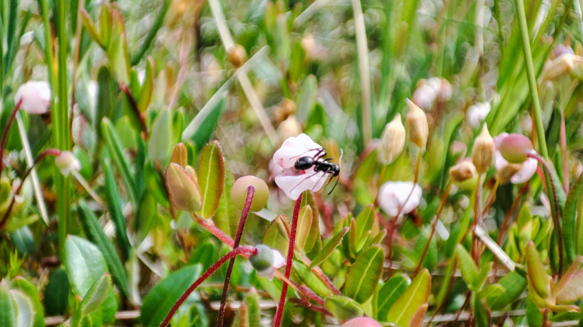 Цветок клюквы и насекомое-опылитель среди побегов, макро