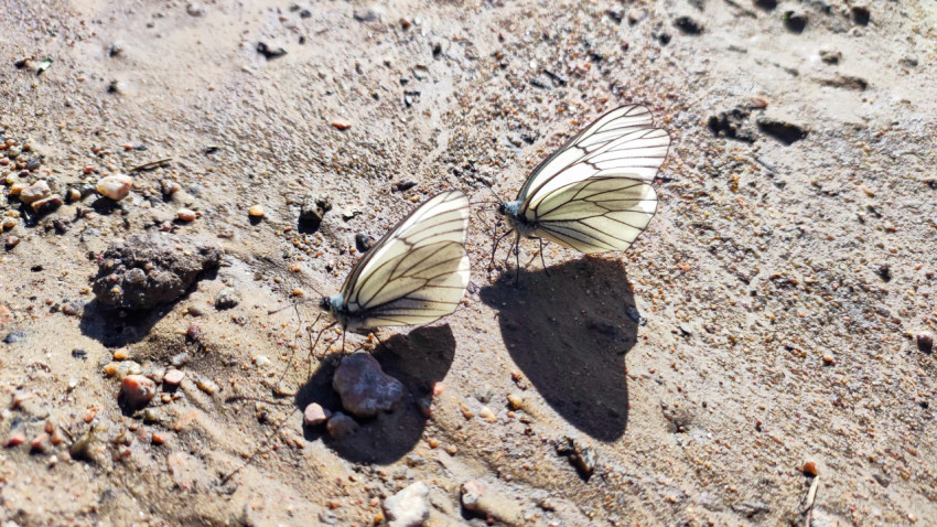 Две белые бабочки с полупрозрачными крыльями на влажном грунте