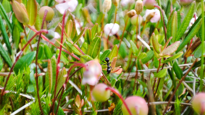 Муравей на побеге клюквы рядом с розовым цветком, макро