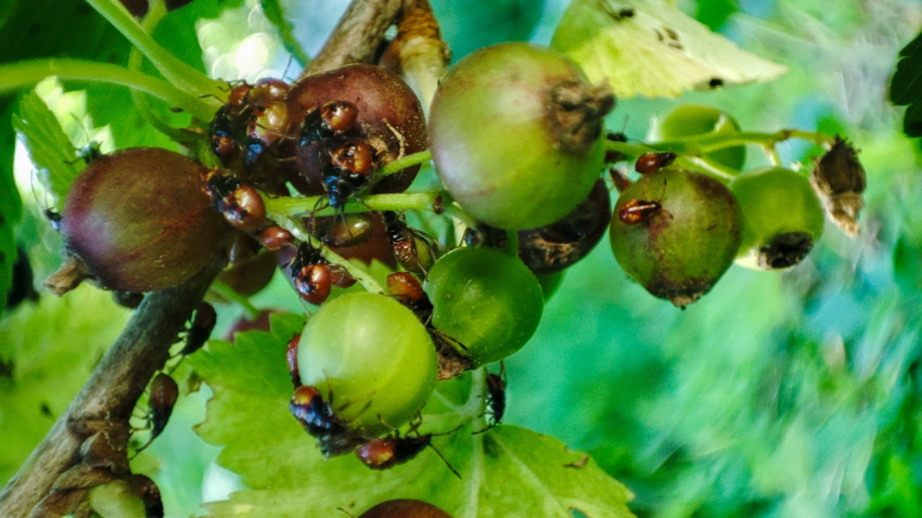 Нимфы клопов-щитников на грозди незрелого крыжовника крупным планом