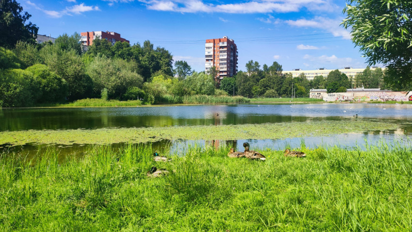 Утки на берегу пруда с кувшинками на фоне жилых домов