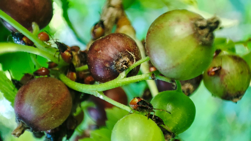 Нимфа клопа-щитника на зеленой ягоде крыжовника среди созревающих плодов