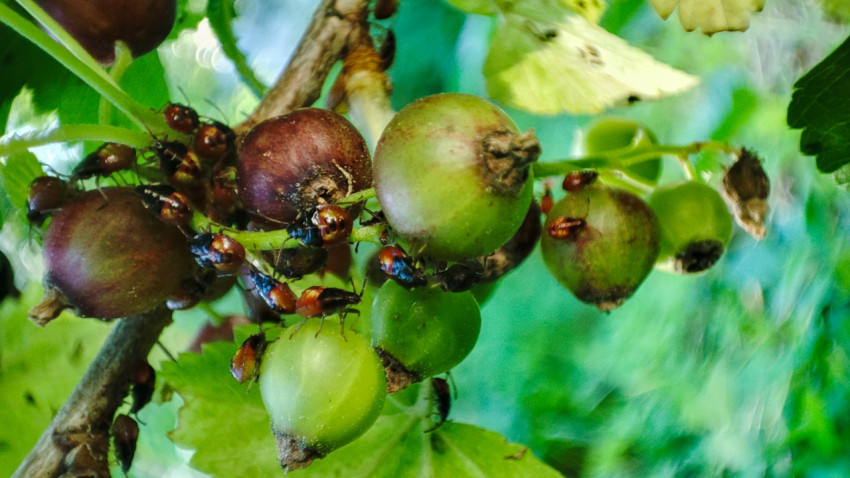 Скопление нимф клопов-щитников на ягодах крыжовника на ветке