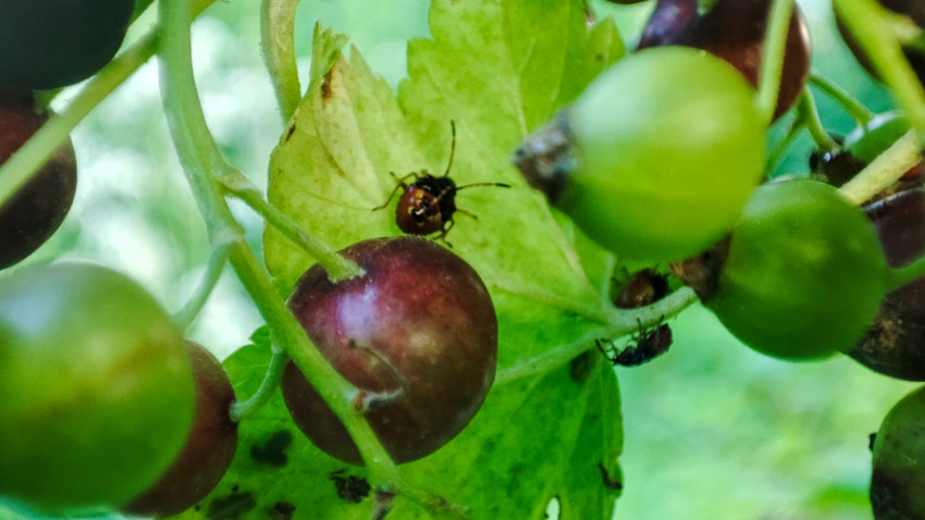 Две нимфы клопов-щитников на ягодах крыжовника у зеленого листа