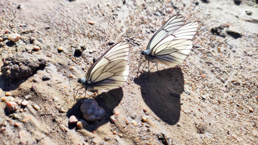 Крупный план пары белых бабочек на мокром песке рядом с камнями