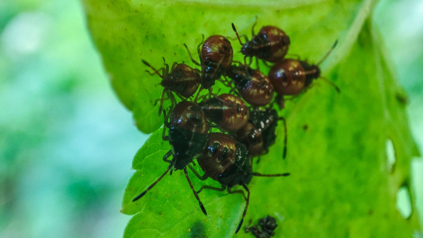 Скопление нимф клопов-щитников на листе крыжовника крупным планом