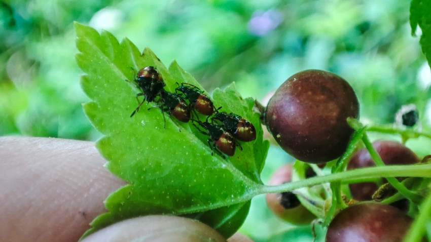 Нимфы клопов-щитников на листе крыжовника в руке человека