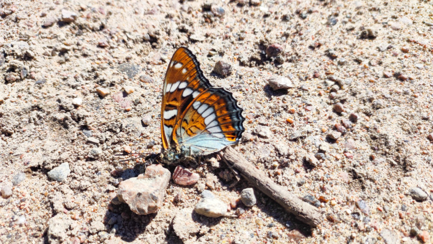 Яркая бабочка с оранжево-белым рисунком на каменистой почве