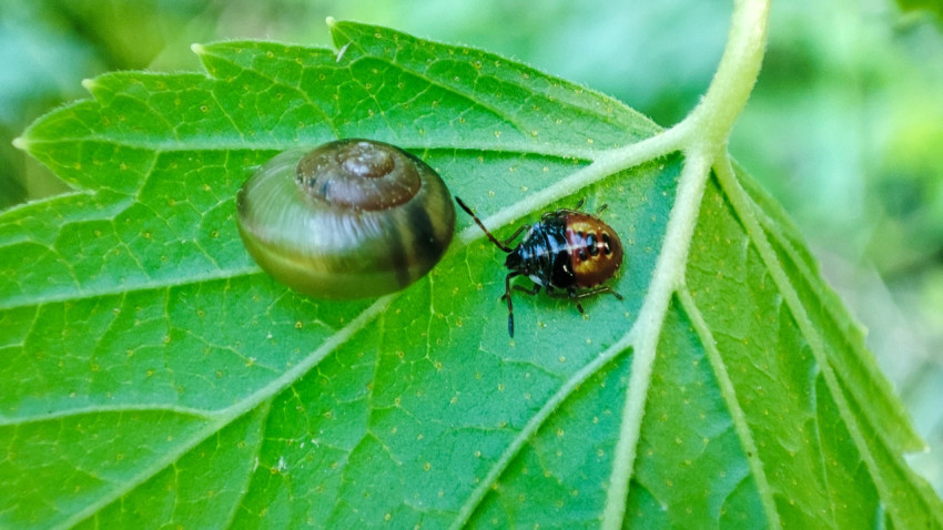 Улитка и нимфа клопа-щитника на зелёном листе с выраженными жилками