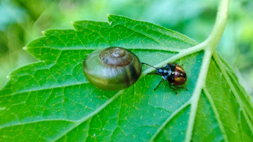 Нимфа клопа-щитника рядом с улиткой на листе кустарника в макроракурсе
