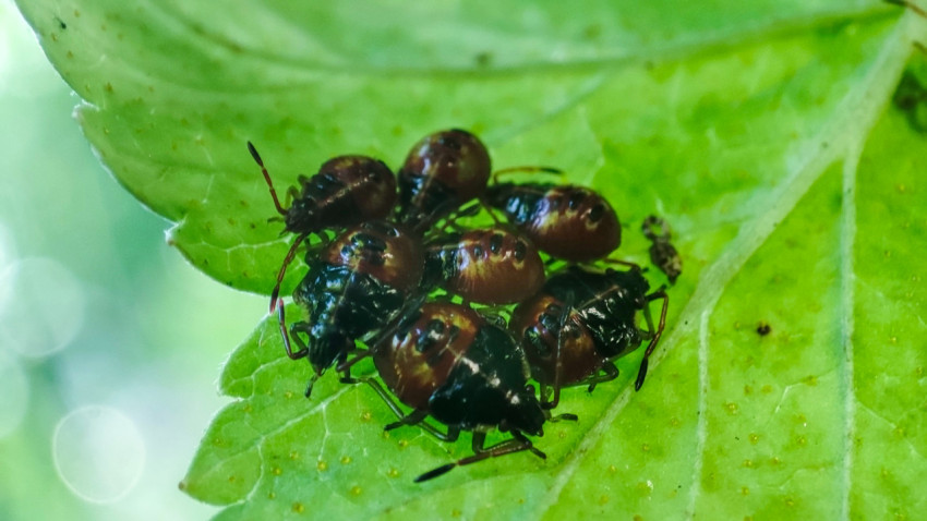 Скопление нимф клопов-щитников на светло-зелёном листе в макросъёмке